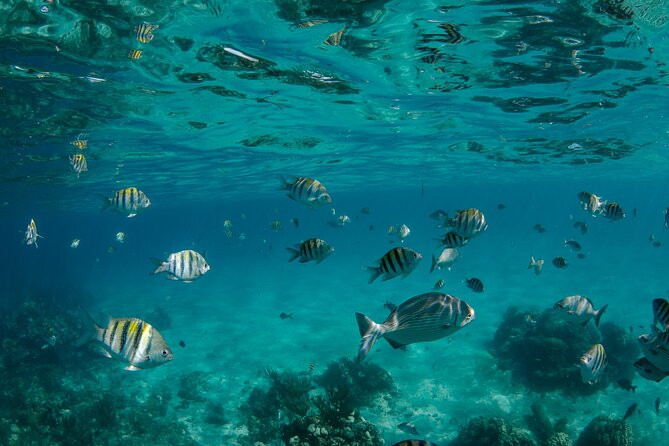 3 Hour Private Charter on Stingray City with Snorkeling - Forty-five minutes at Starfish Point