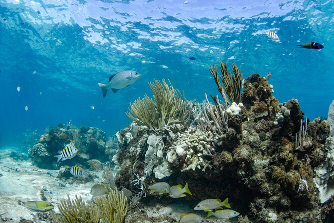 3 Hour Private Charter on Stingray City with Snorkeling - Forty-five minutes of snorkeling near Rum Point or Coral Gardens