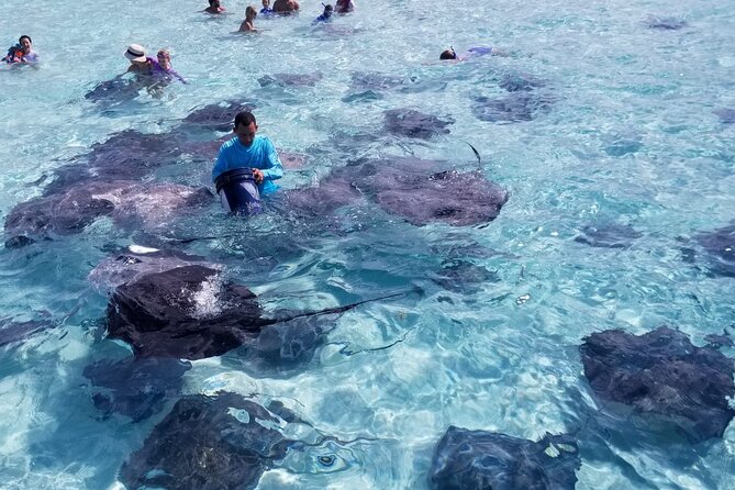3 Stop Boat Tour Stingray City Coral Gardens and Starfish Point - Stingray City and the Southern Stingrays