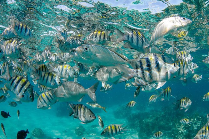 4 hour Private Boat charter to Stingray City, Snorkeling and More - When the $900 price makes sense