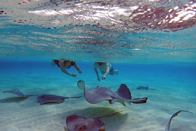 4-Stop Stingray, Snorkel, Star Fish & 7 Mile Beach (Family Owned) - Key points to know before booking