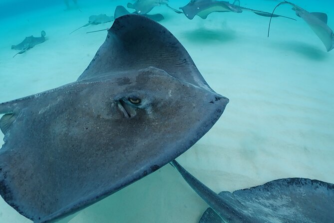 4-Stop Stingray, Snorkel, Star Fish & 7 Mile Beach (Family Owned) - What the four-and-a-half-hour schedule feels like
