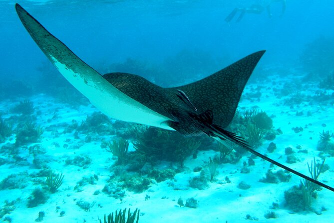 4 Stops Tour: Stingray, Snorkeling, Starfish & 7 Mile Beach - Key points to know before you book