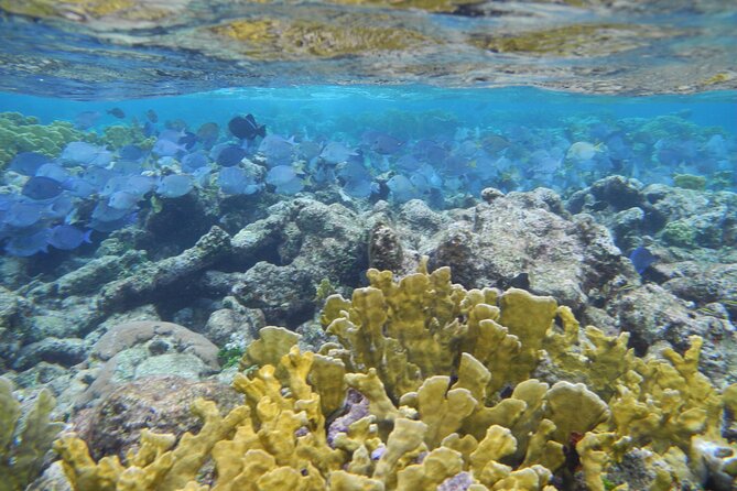 4 Stops Tour: Stingray, Snorkeling, Starfish & 7 Mile Beach - Why this four-stop format works