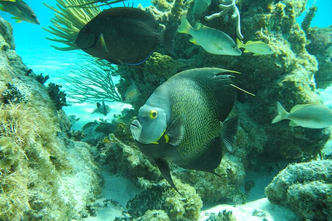 4 Stops Tour: Stingray, Snorkeling, Starfish & 7 Mile Beach - Coral Gardens and the included snorkeling gear