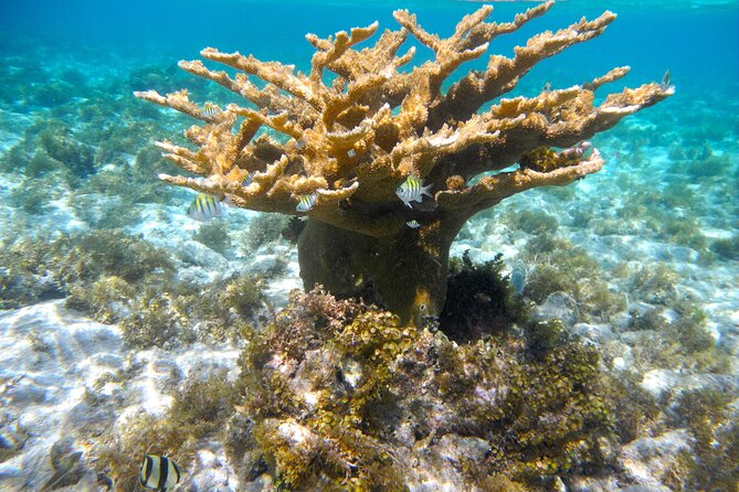 4 Stops Tour: Stingray, Snorkeling, Starfish & 7 Mile Beach - Seven Mile Beach as the final stop