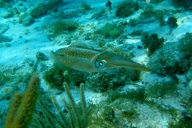 4 Stops Tour: Stingray, Snorkeling, Starfish & 7 Mile Beach - Transportation, timing, and the group experience