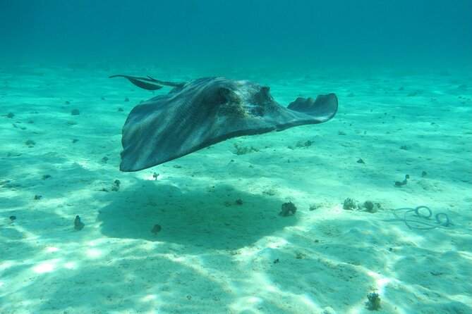 4 Stops Tour: Stingray, Snorkeling, Starfish & 7 Mile Beach - What the $60 price really includes