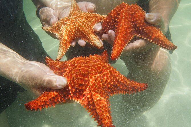 4 Stops Tour: Stingray, Snorkeling, Starfish & 7 Mile Beach - Who will enjoy this tour most