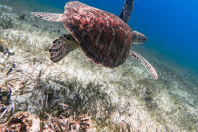 Acquarius Stingray City and Snorkel Tours - The Buccaneer is comfortable, but do not expect luxury