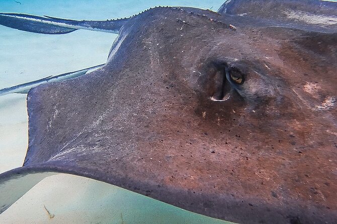 Acquarius Stingray City and Snorkel Tours - Friendly guides are a real strength