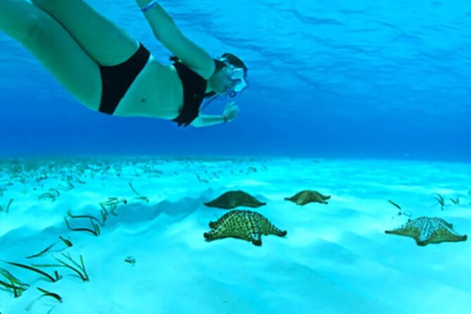 Cayman Adventure: Starfish Point, Stingray City and Coral Gardens - Key points at a glance