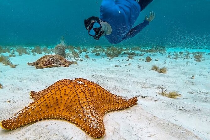 Cayman Combo Tour: Stingrays, Starfish Point and Crystal Caves - Swimming with stingrays at Stingray City