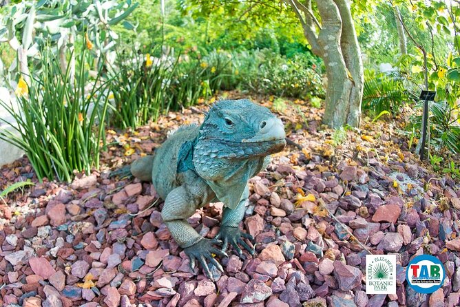 Cayman Crystal Caves & Pedro St James Castle or Botanical Garden - The guides can shape the whole morning