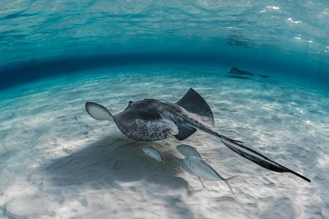 Cayman Ultimate Tour: Stingrays, Starfish Point and Crystal Caves - Timing, group size, and the Friday-Saturday catch