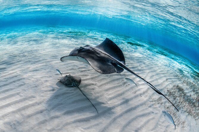 Cayman Ultimate Tour: Stingrays, Starfish Point and Crystal Caves - Who will enjoy this most