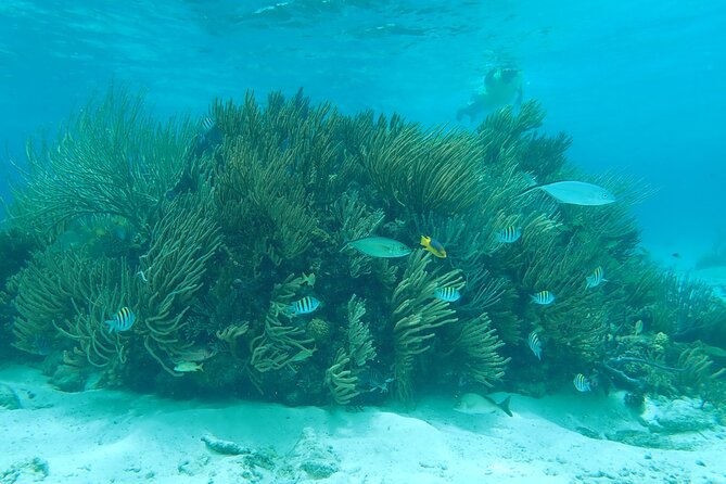 (Family owned) Stingray city sandbar, Starfish Beach & Snorkeling - Quick takeaways before you book