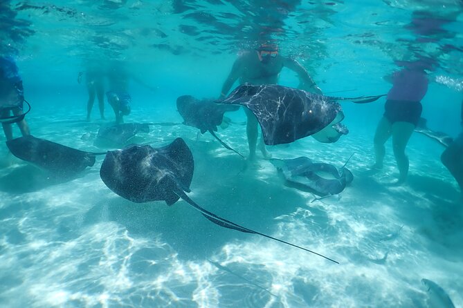 (Family owned) Stingray city sandbar, Starfish Beach & Snorkeling - What happens during the 3.5-hour outing