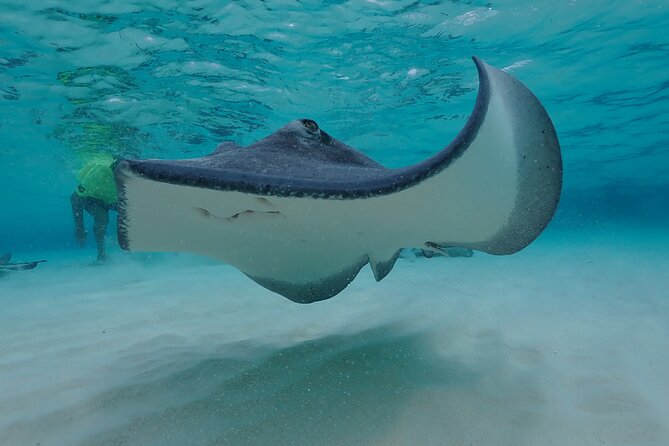(Family owned) Stingray city sandbar, Starfish Beach & Snorkeling - Coral Gardens snorkeling and the tropical fish