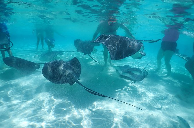 (Family owned) Stingray city sandbar, Starfish Beach & Snorkeling - The crew and the family-run feel