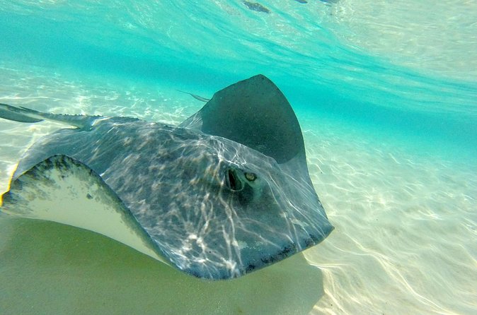 (Family owned) Stingray city sandbar, Starfish Beach & Snorkeling - Is $65 a good value?