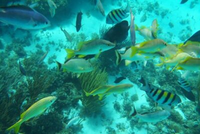 Full-Day Private Stingray City Snorkeling and Starfish Beach Tour