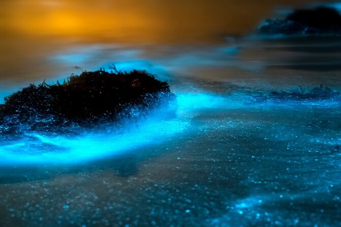 Grand Cayman Bioluminescence Adventure - What the $143.10 price includes