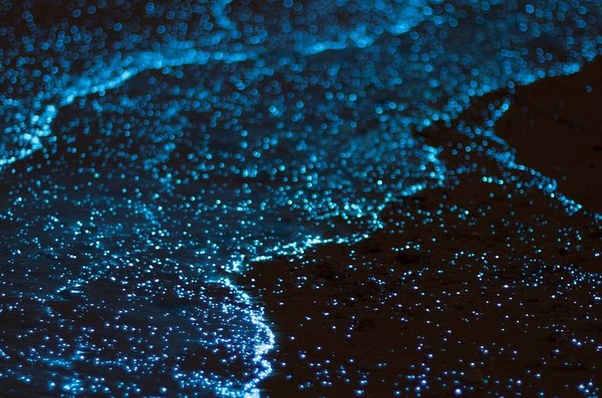 Grand Cayman Bioluminescence Experience - How bright is the bioluminescence?