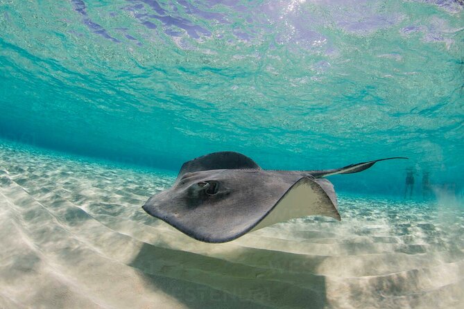 Grand Cayman Stingray City and Reef Snorkeling Combo Tour - Why this two-stop Grand Cayman trip works