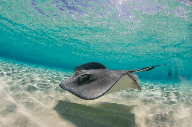 Grand Cayman Stingray City and Reef Snorkeling Combo Tour - Who will enjoy this tour most