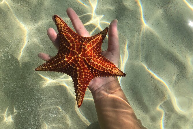 Half Day Private Boat Charter in Grand Cayman - Starfish Point for a gentler final stop