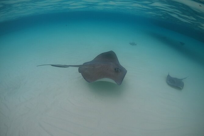 Half-Day Private Stingray City Charter - Grand Cayman - BTC - What the $1,300 group price really buys
