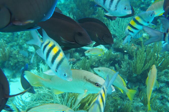 Half-Day Private Stingray City Charter in Cayman Islands - What is provided, and what should you pack?