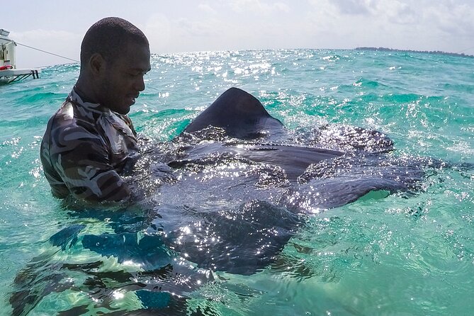 Half-Day Private Stingray City Charter in Cayman Islands - Stingray City: the main event