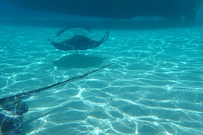 Private Boat Tour in Cayman Islands - Stingray City: the signature Cayman stop