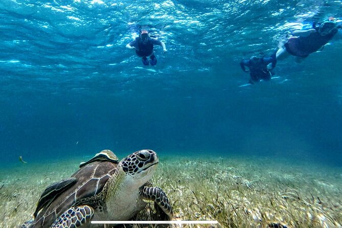 Private Charter 34ft Express Cruiser Stingay City Reef Snorkeling - Reef snorkeling with personal help