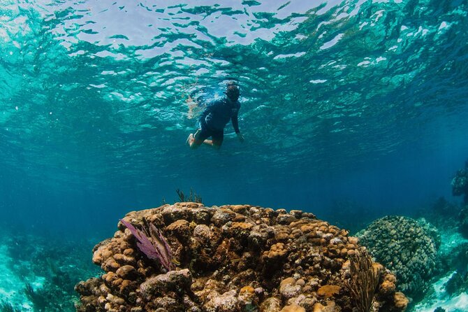 Private Charter Reef fishing, Stingray City, Snorkel, Mangroves - Stingray City: Forty-Five Minutes With Southern Stingrays