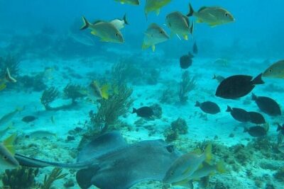 Private Full Day Charter – Stingray City, Starfish Point, Kaibo & Snorkeling