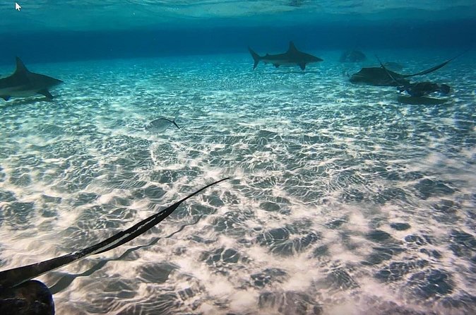 Private Full Day Charter - Stingray City, Starfish Point, Kaibo & Snorkeling - Kaibo Adds Flexibility to the Route