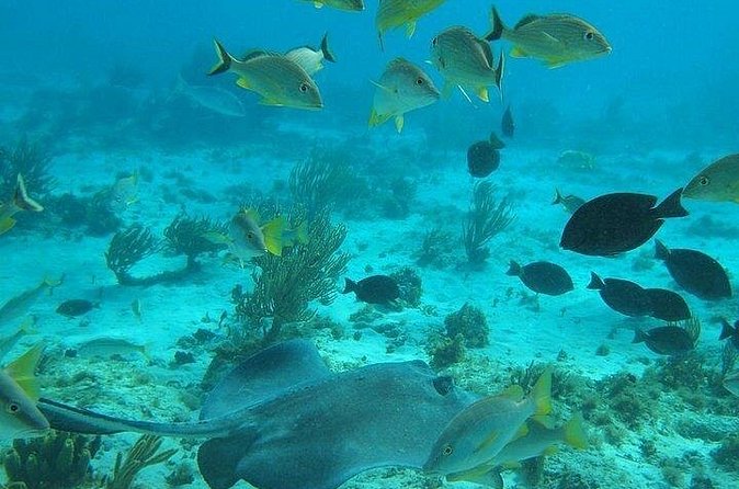 Private Full Day Charter - Stingray City, Starfish Point, Kaibo & Snorkeling - Is $1,400 a Good Deal?