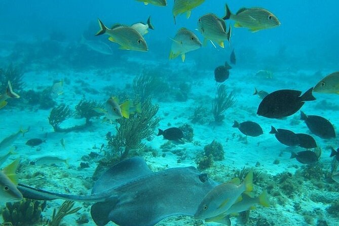 Private Full Day Charter - Stingray City, Starfish Point, Kaibo & Snorkeling - Starfish Point for a Quieter Break