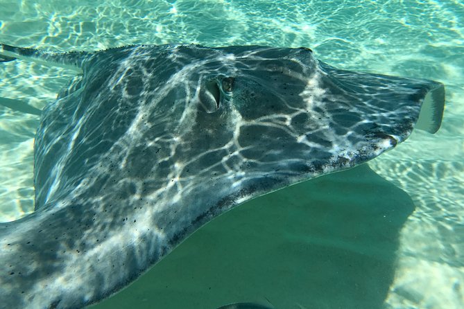 Private FullDay Stingray City, Snorkeling, Kaibo Bar & Grill and Starfish Beach - Cruising through the North Sound