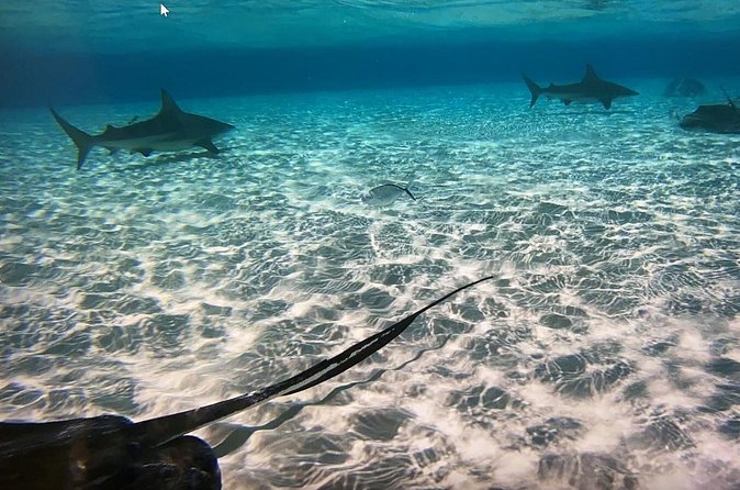 Private Half-Day Charter to Stingray City, Starfish Point and Snorkeling Tour - Weather, safety, and the limits of the plan