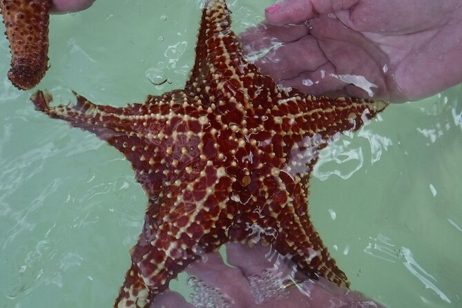 Private Half Day Stingray City, Snorkeling and Starfish Beach Tour - Leaving From Cayman Islands Yacht Club