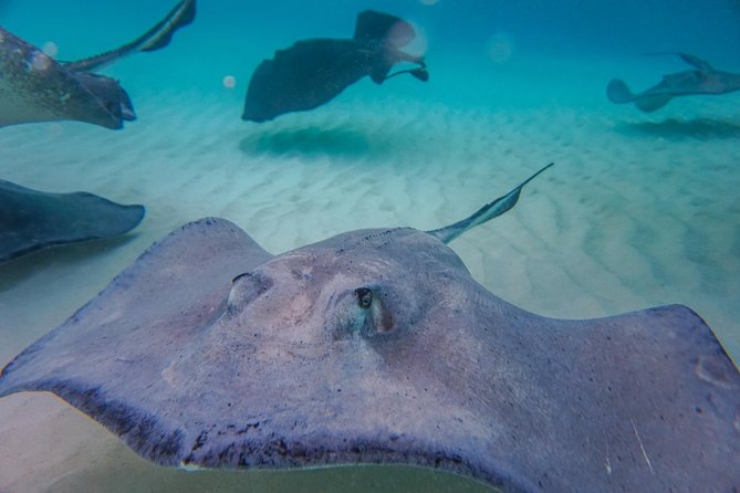 Private, luxury, custom charters to Stingray City, Snorkeling & More - What the crew adds to the day