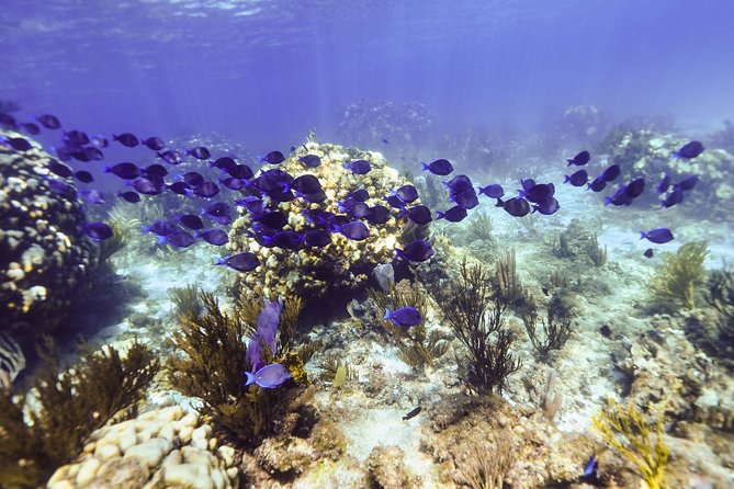 Private Stingray City and Snorkeling Half Day Charter for 6 Guest - Coral Gardens and Time to Snorkel