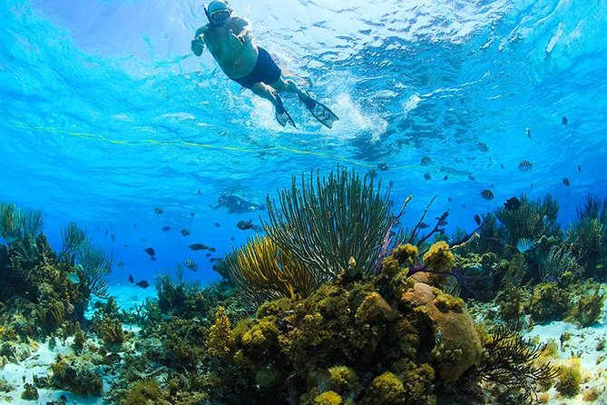 Private Stingray City and Snorkeling Half Day Charter for 6 Guest - Meeting the Crew at Camana Bay Harbour