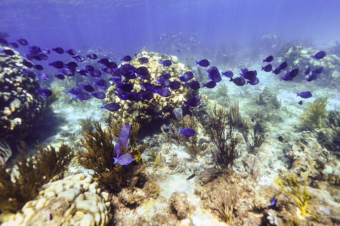 Private Stingray City Snorkeling and BioBay Charter for 10 Guests - Stingray City: The Main Daylight Event