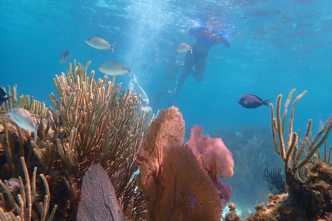 Private Tour to Stingray City & Snorkeling at Coral Gardens - Price, Group Size, And Overall Value