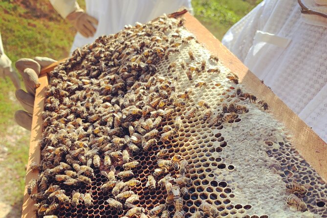 Reagan’s Honey Beekeeping Adventure - How Much Value Do You Get for $66.67?